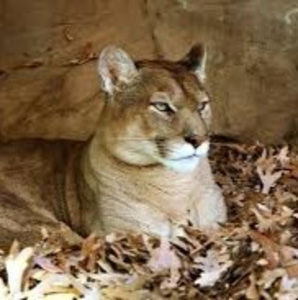 Meet your Posher, Janna